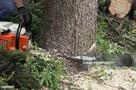 Best Root Management and Removal  in Rutherford College, NC