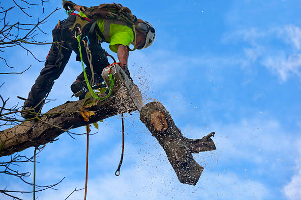 Reliable Rutherford College, NC Tree Care Solutions